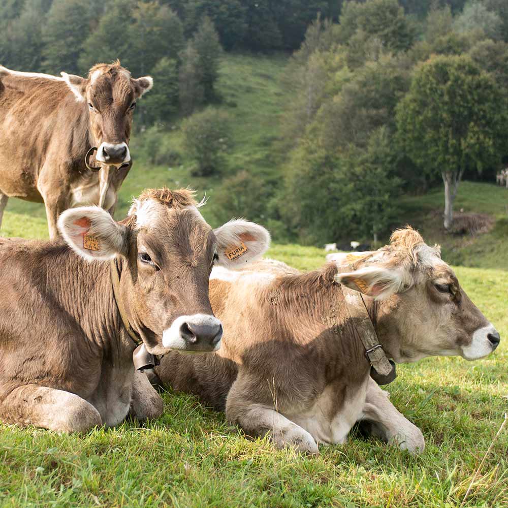 produzione-strachitunt-dop_10