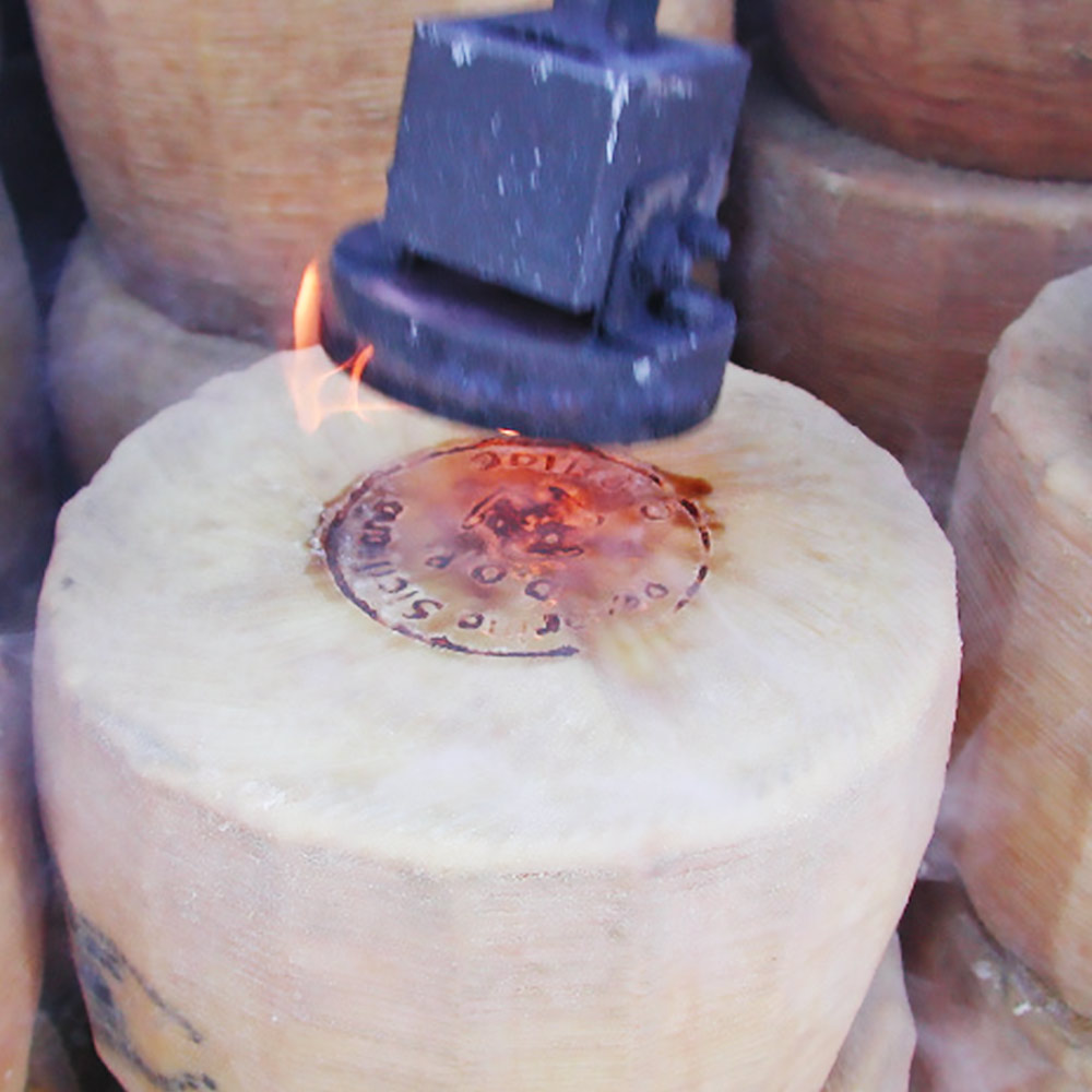 produzione-pecorino-dop_01