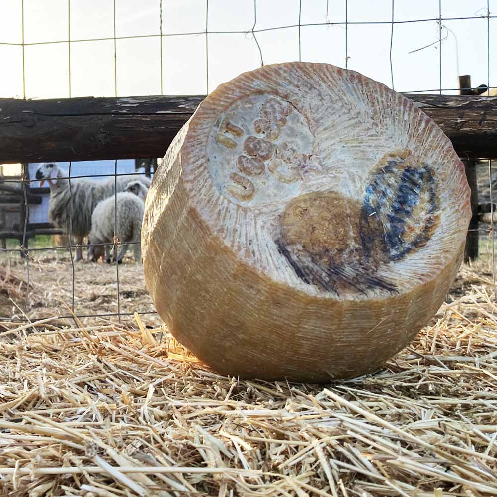 produzione-pecorino-dop_02
