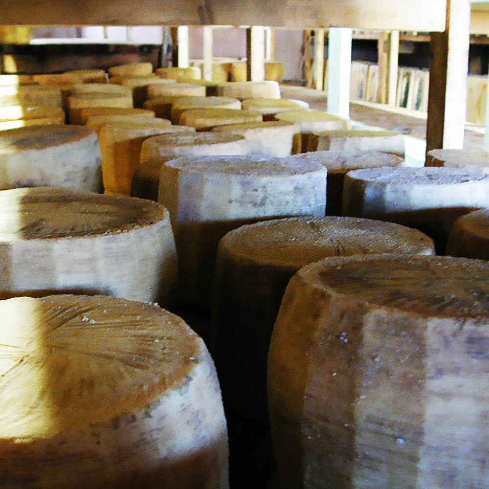 produzione-pecorino-dop_03