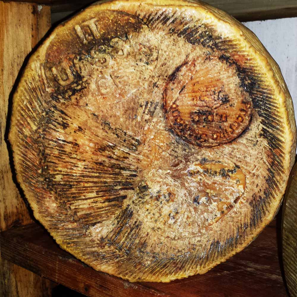 produzione-pecorino-dop_06