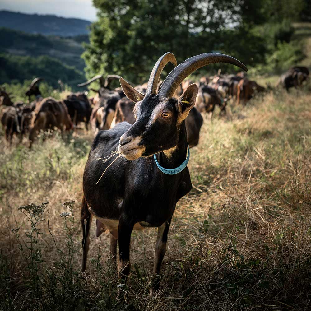 produzione-roccaverano-dop_02