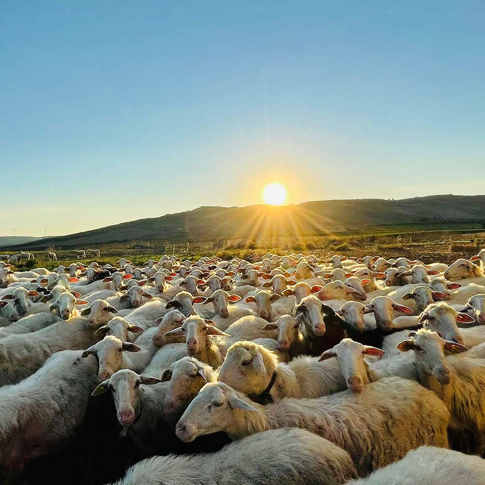 produzione-vastedda-dop_01