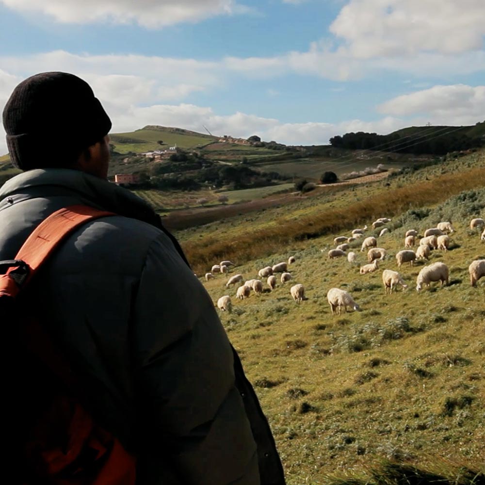 produzione-vastedda-dop_05